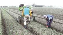 白石町 たまねぎ定植状況